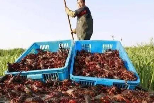 重慶特色清江魚在哪